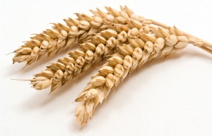 Tomado de: http://www.ewellnessmag.com/article/7-facts-about-gluten
