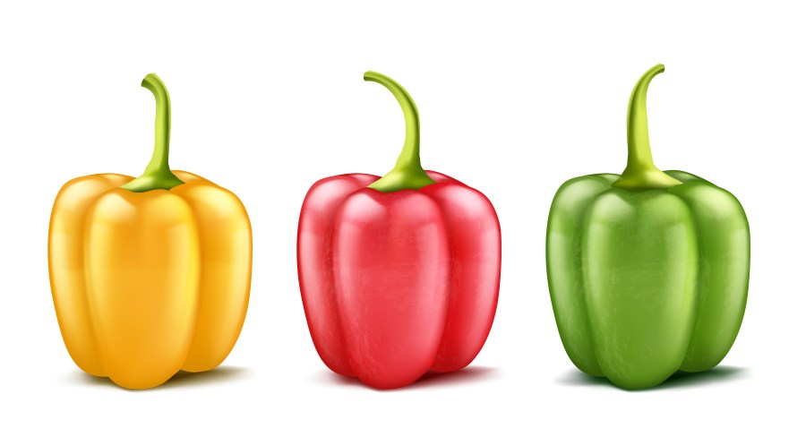 Vector set of three realistic bell peppers